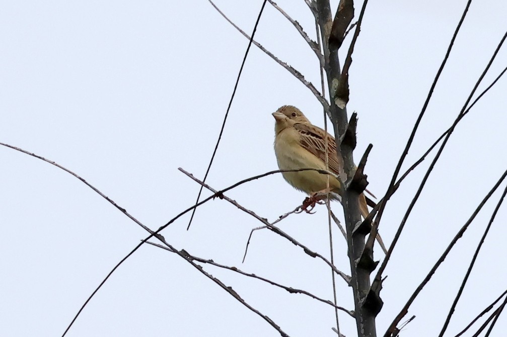 Bruant mélanocéphale - ML644215221