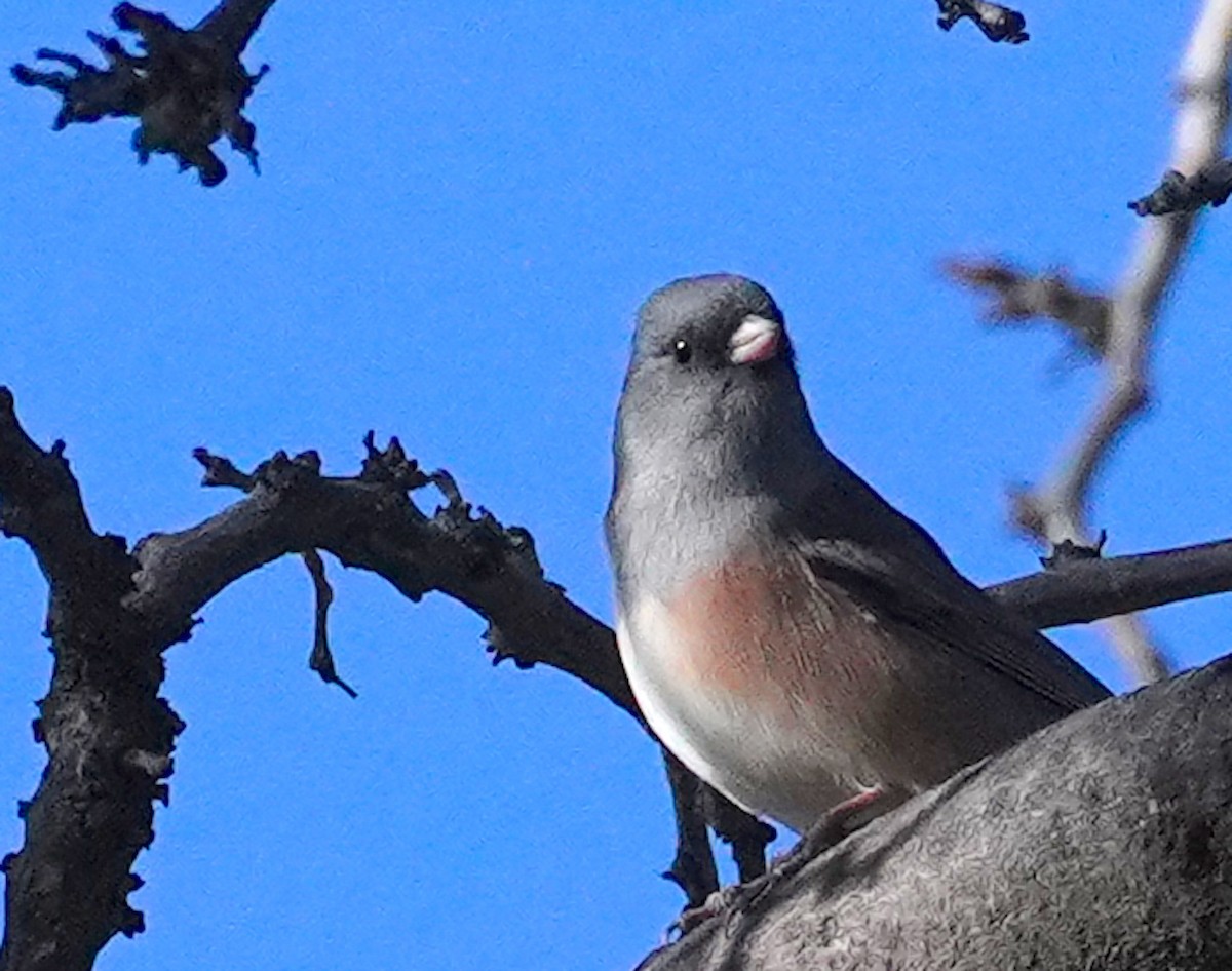 Dark-eyed Junco (Pink-sided) - ML644215224