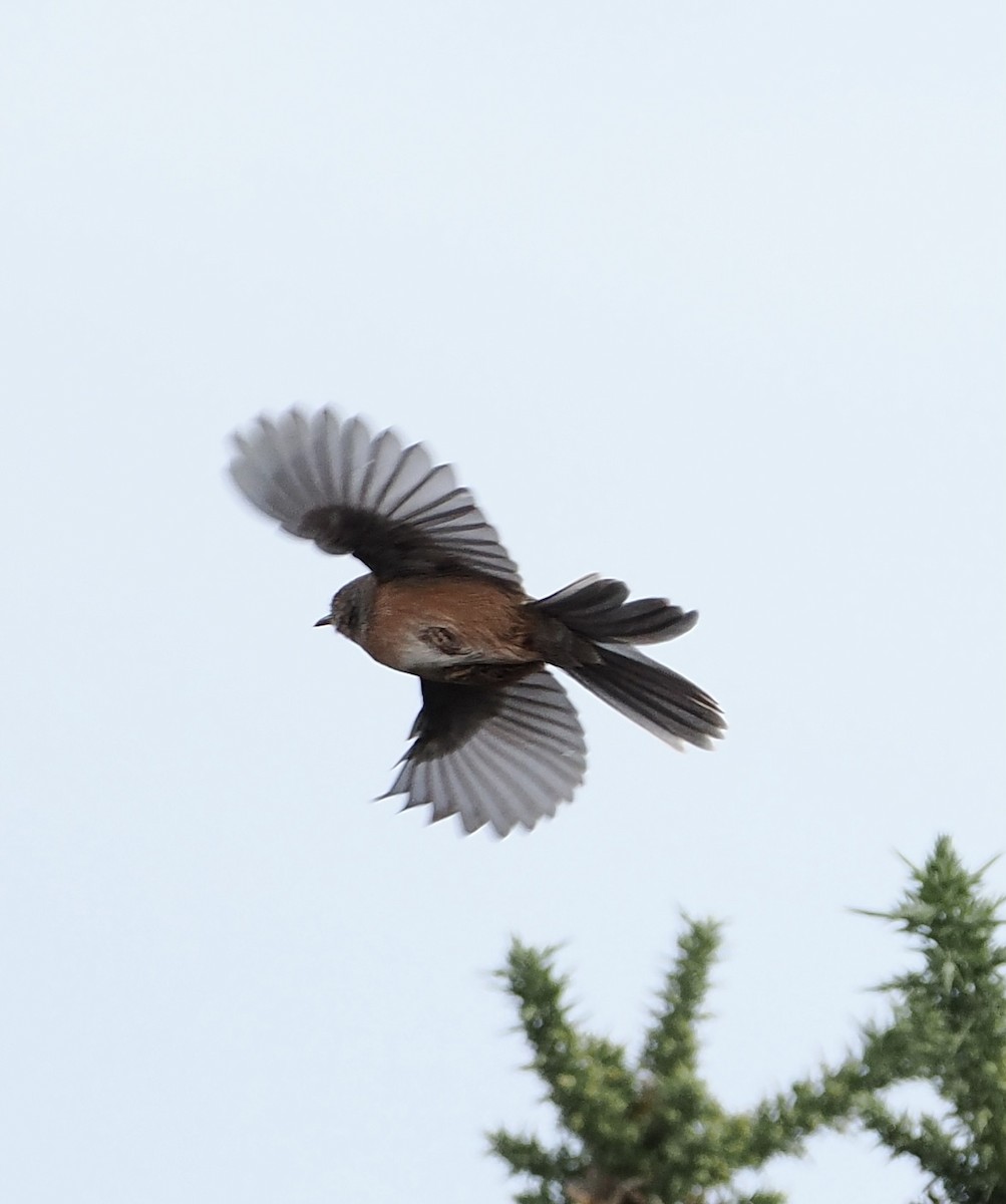 Magnanina comune - ML644215225