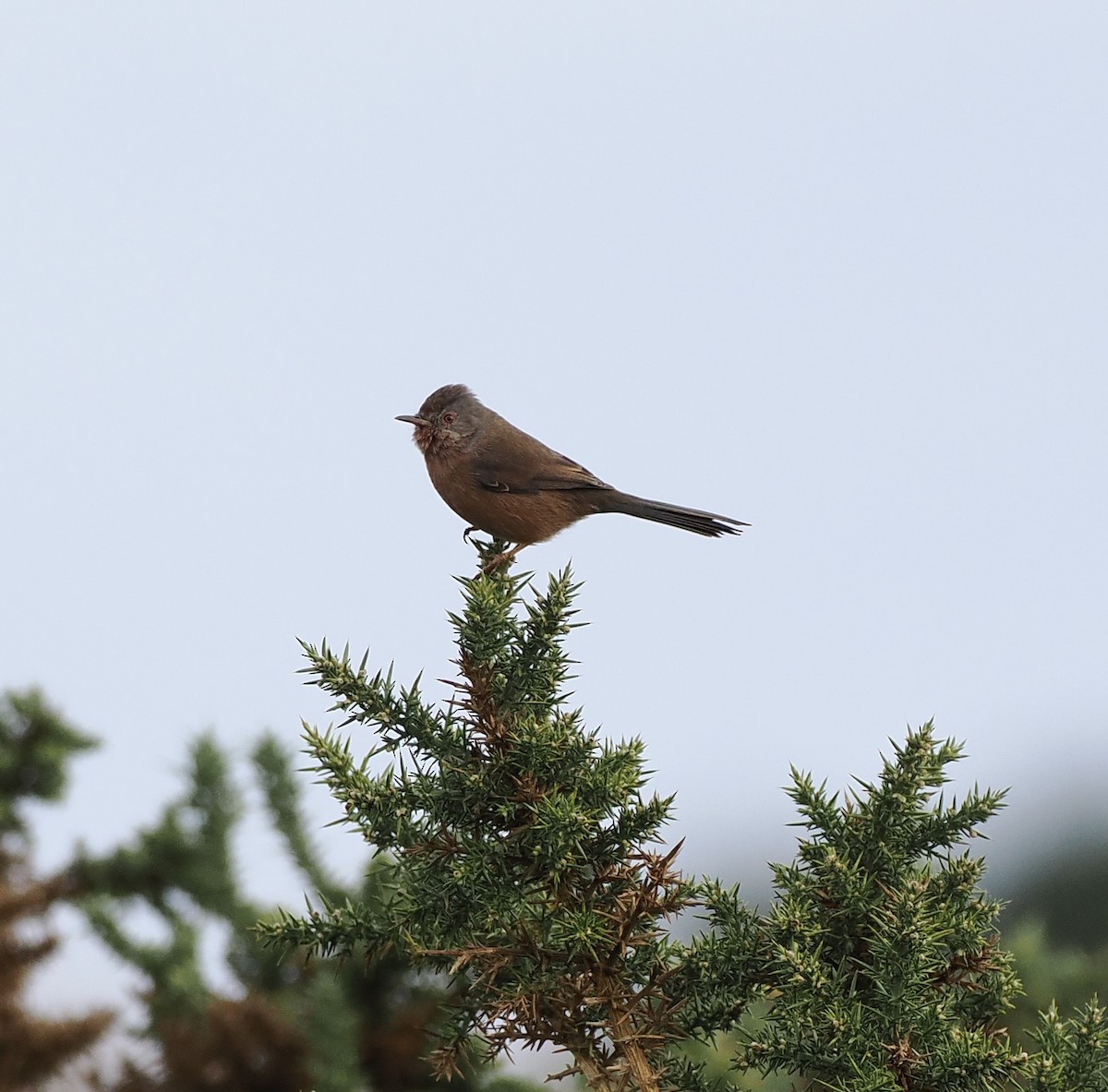 Magnanina comune - ML644215226