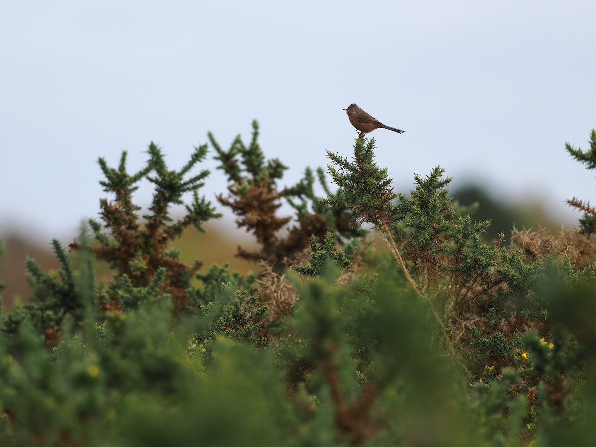 Magnanina comune - ML644215227