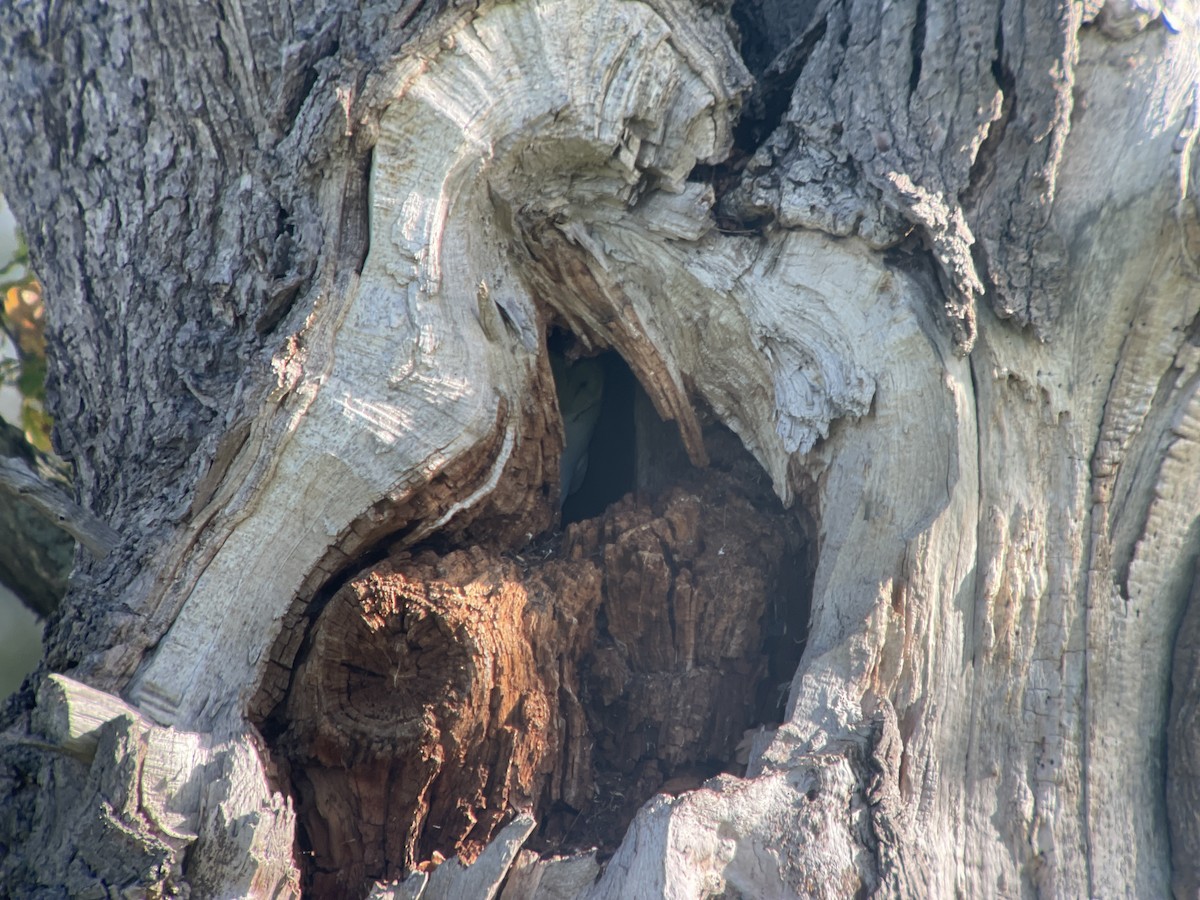 Western Barn Owl - ML644215247
