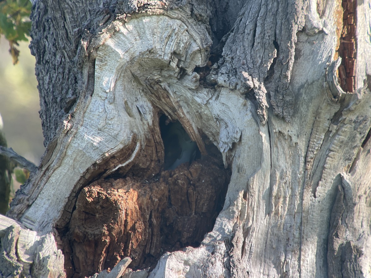 Western Barn Owl - ML644215248