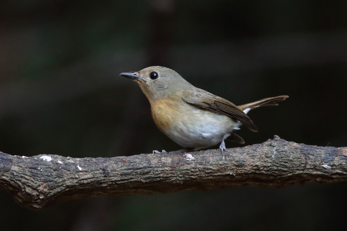 Chinese Blue Flycatcher - ML644215266