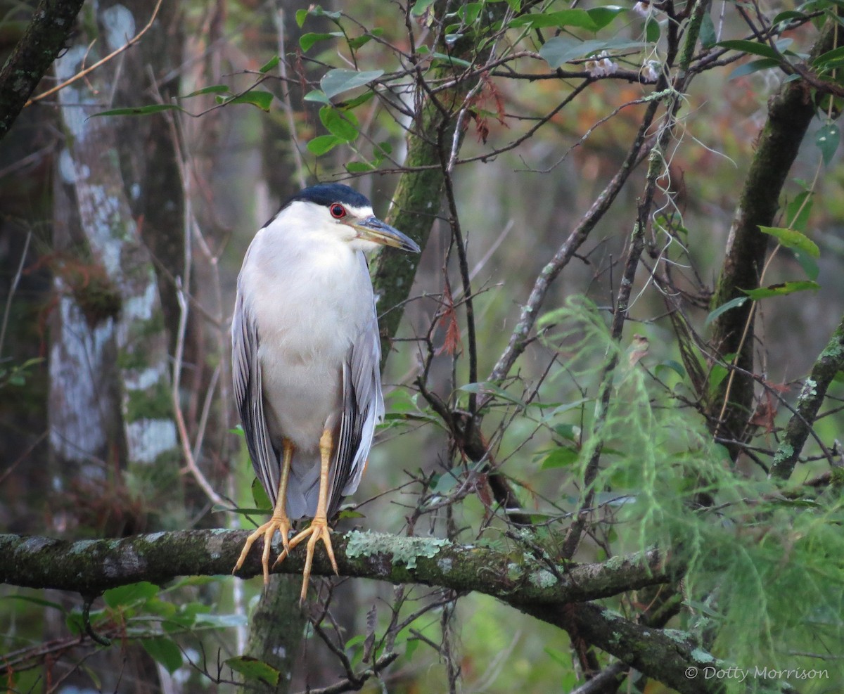 Black-crowned Night Heron - ML644215268
