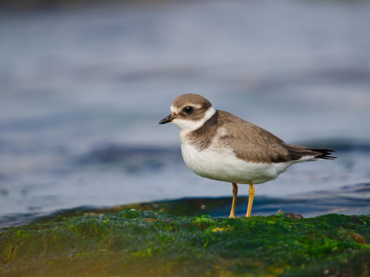 Common Ringed Plover - ML644215270