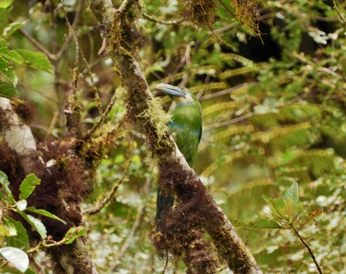 Blue-banded Toucanet - ML644215276