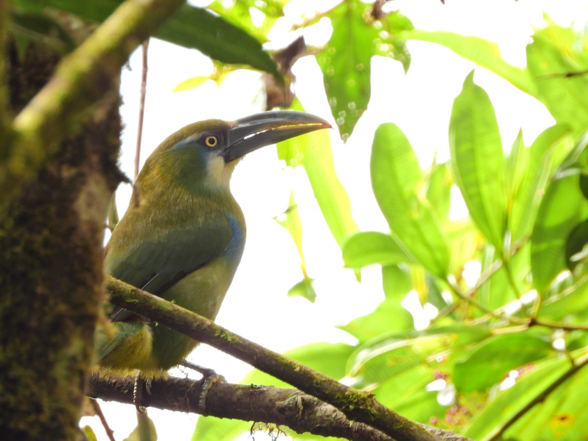 Blue-banded Toucanet - ML644215279