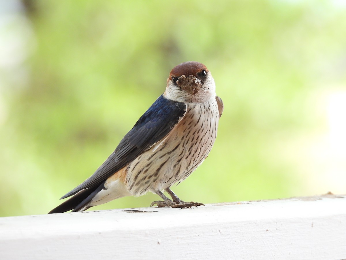 Greater Striped Swallow - ML644215290