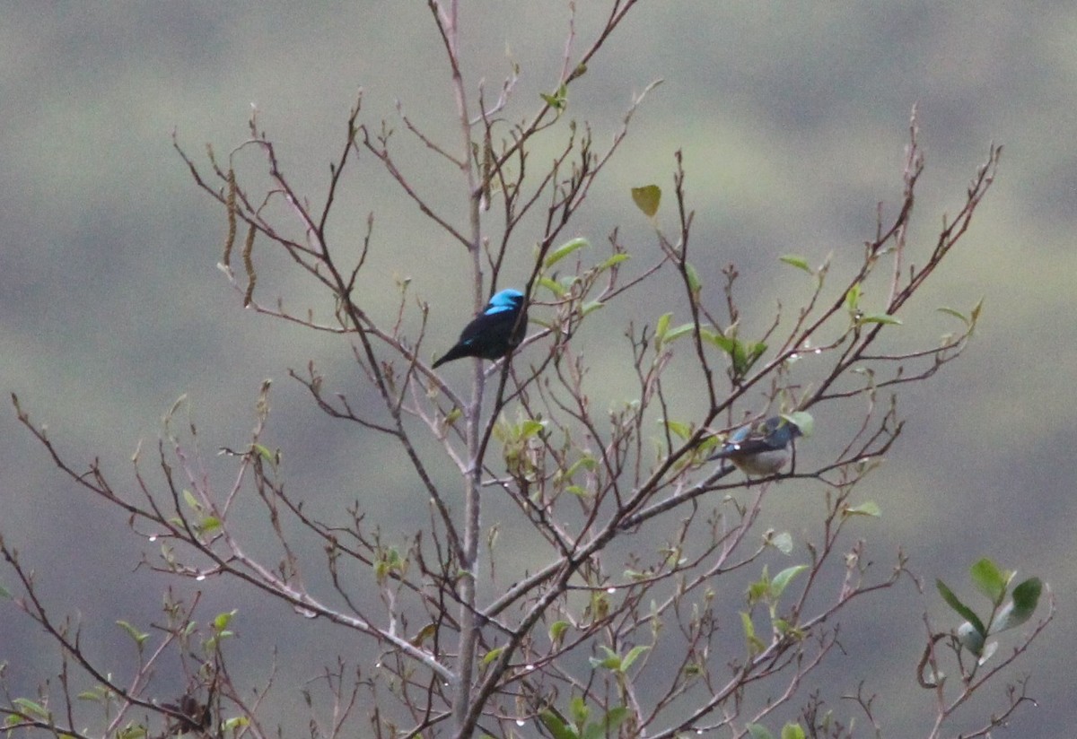 Scarlet-thighed Dacnis - ML644215291