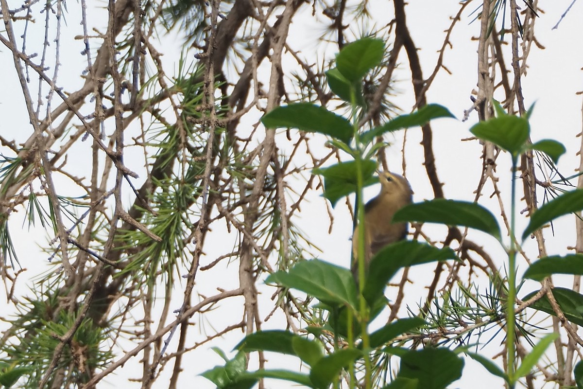 Errekatxindorra - ML644215294