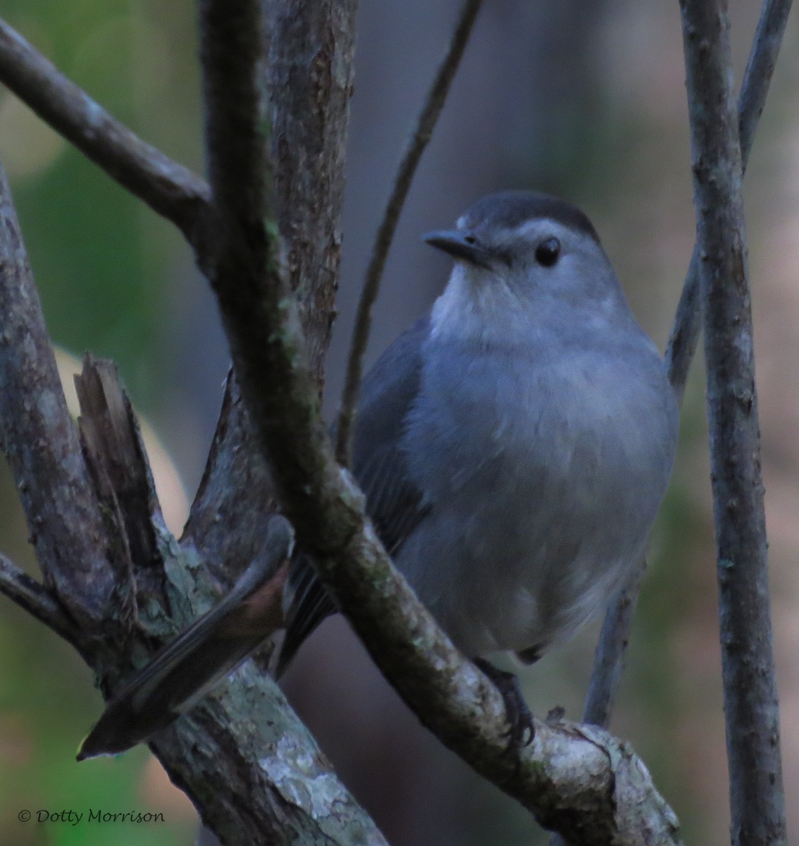 Gray Catbird - ML644215295