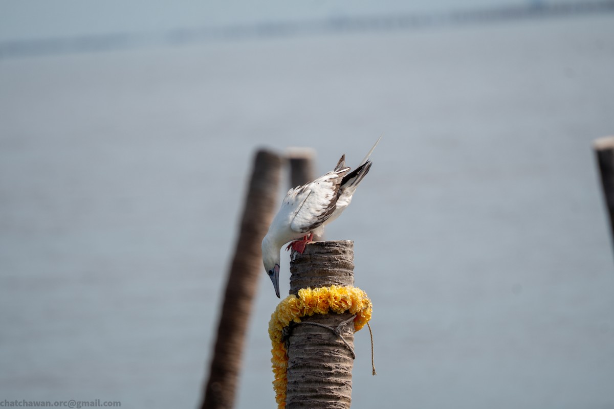 Rotfußtölpel (rubripes) - ML644215297