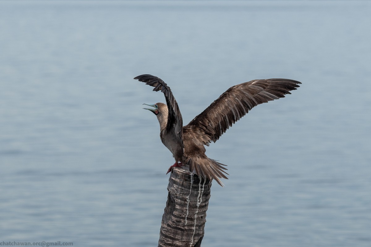 Rotfußtölpel (rubripes) - ML644215299