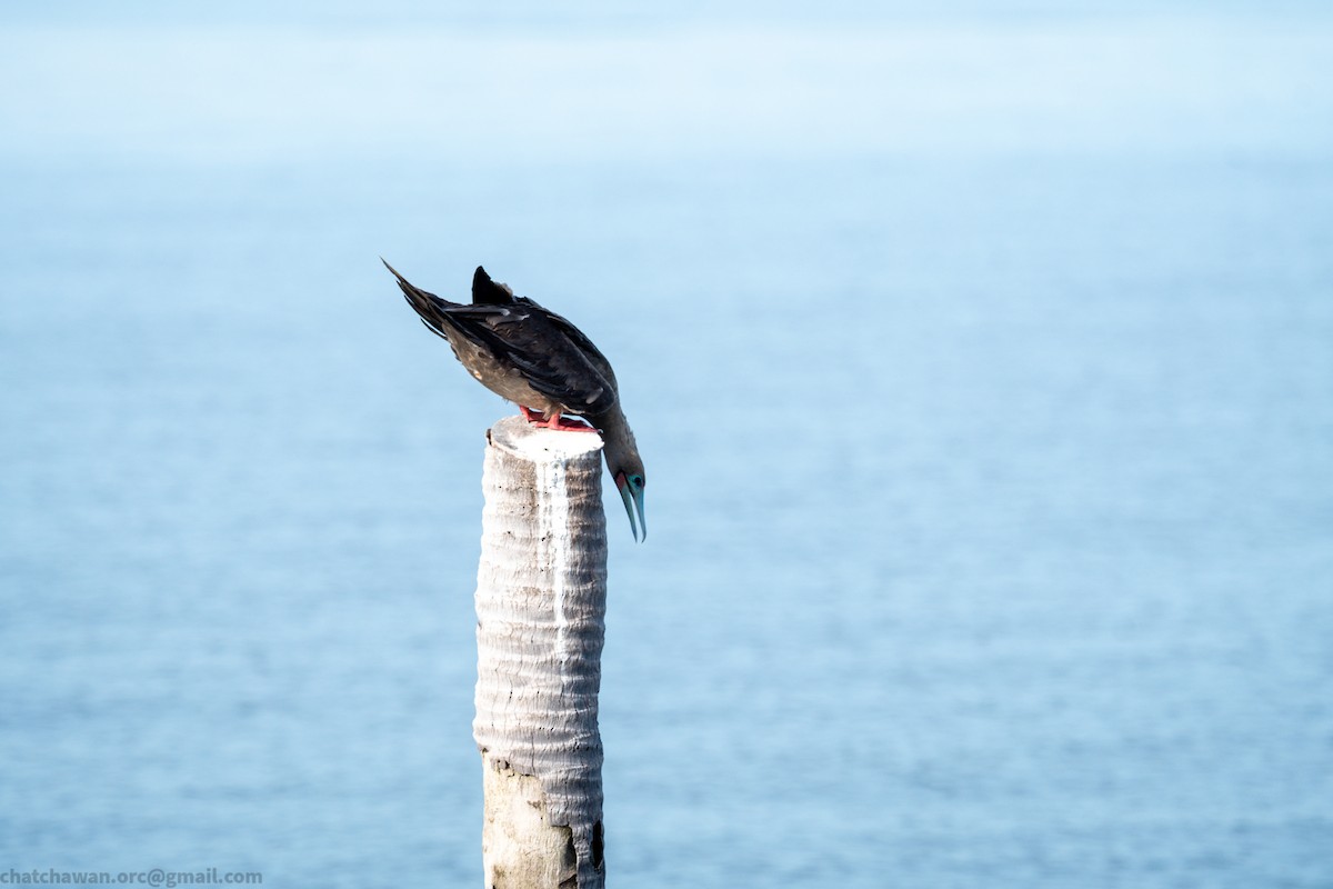 Rotfußtölpel (rubripes) - ML644215300