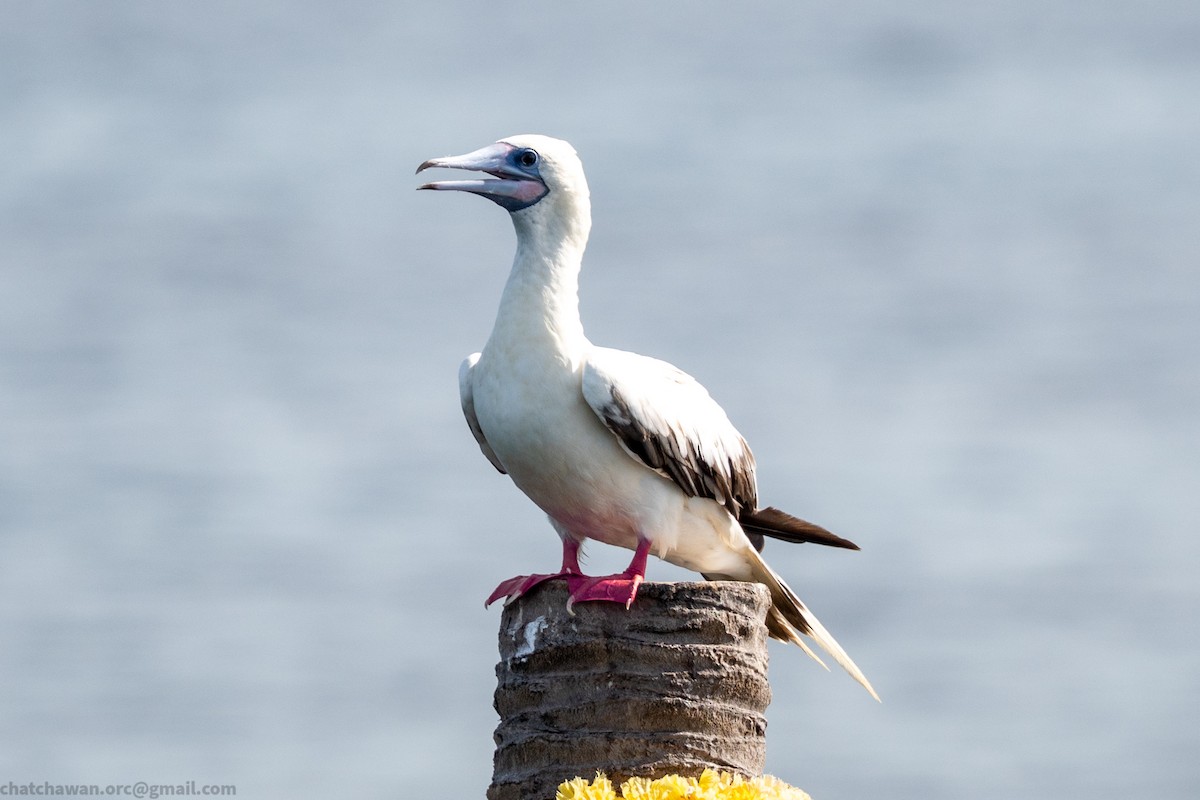 Rotfußtölpel (rubripes) - ML644215302