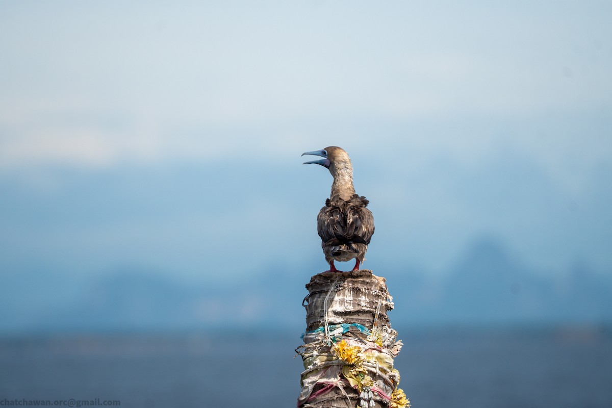 Rotfußtölpel (rubripes) - ML644215303