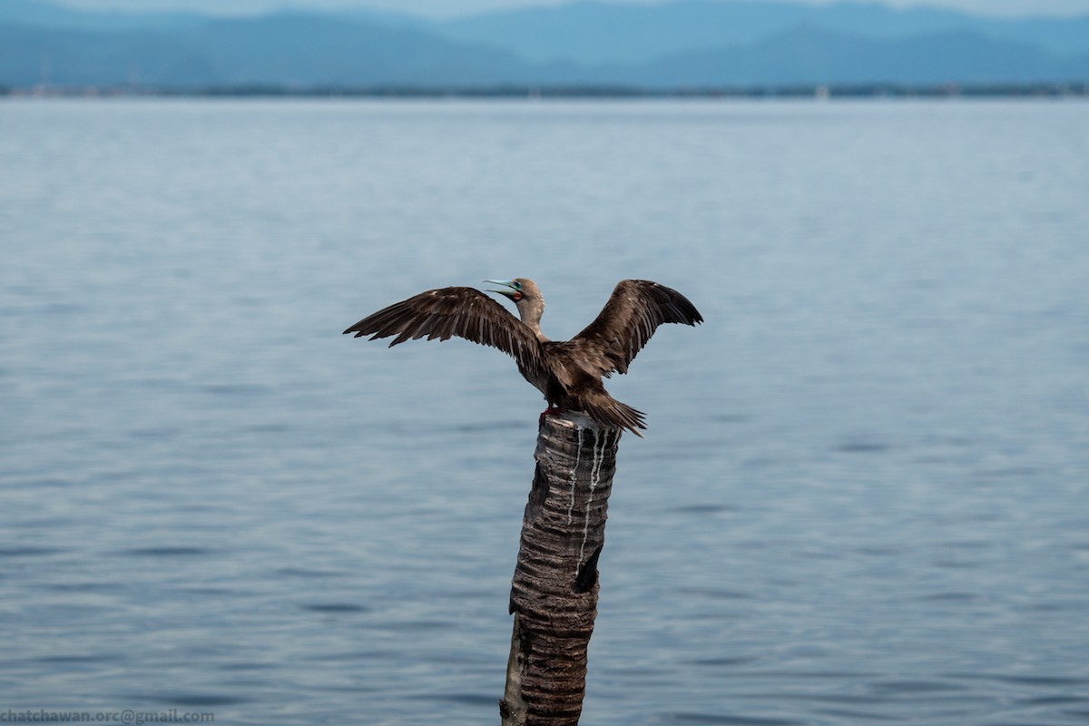 Rotfußtölpel (rubripes) - ML644215304