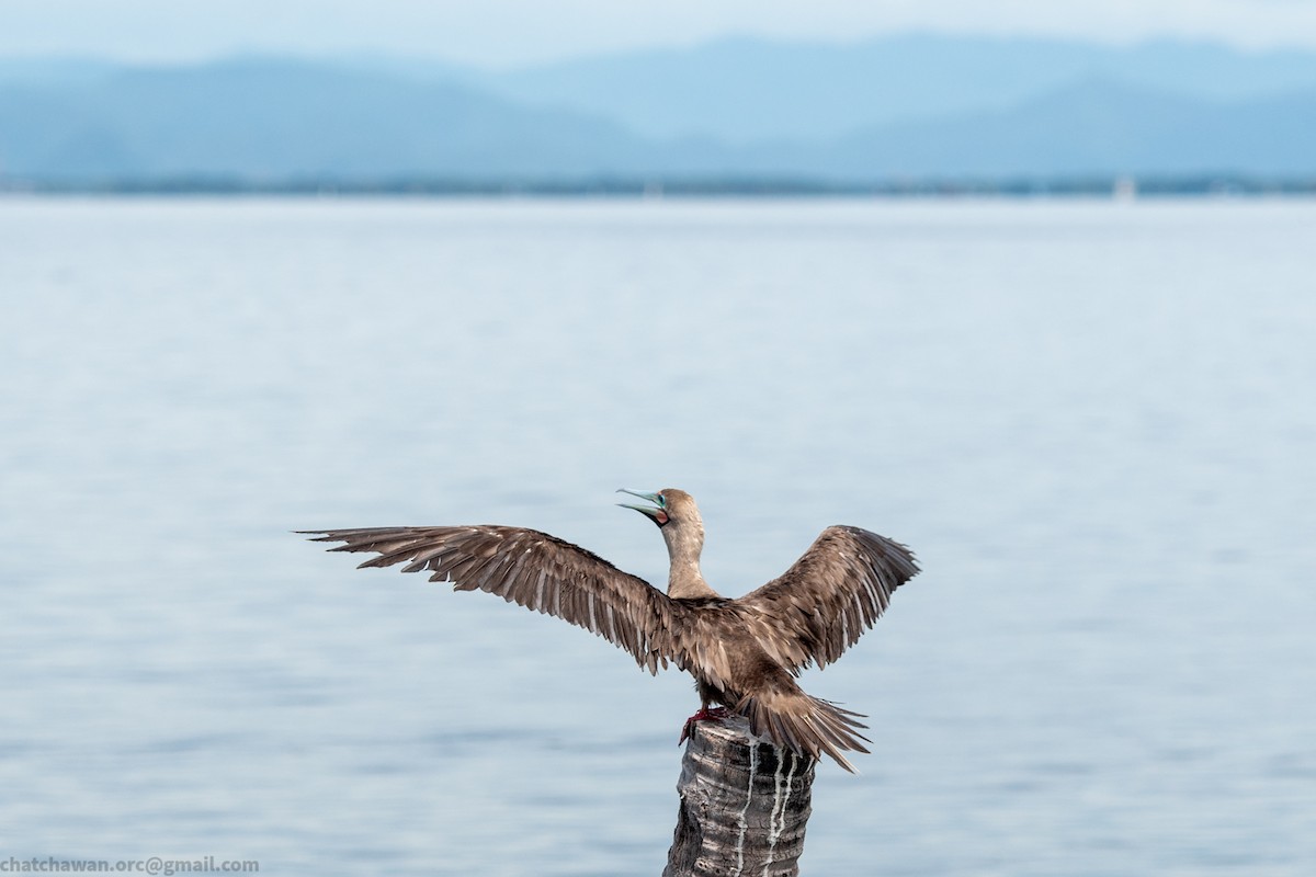 Rotfußtölpel (rubripes) - ML644215305