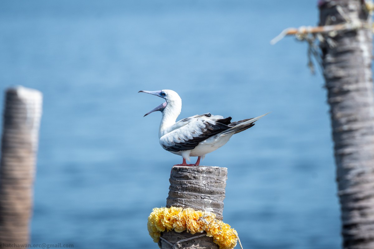 Rotfußtölpel (rubripes) - ML644215306