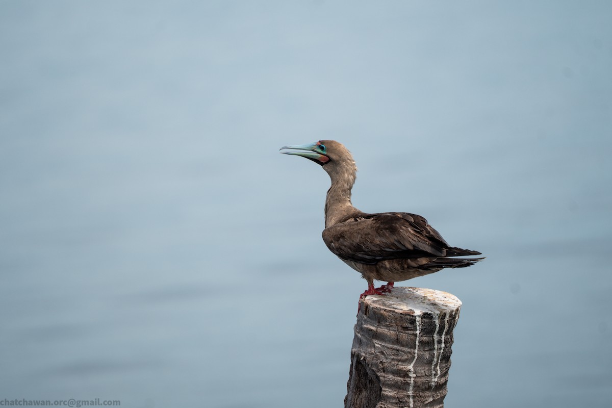 Rotfußtölpel (rubripes) - ML644215307