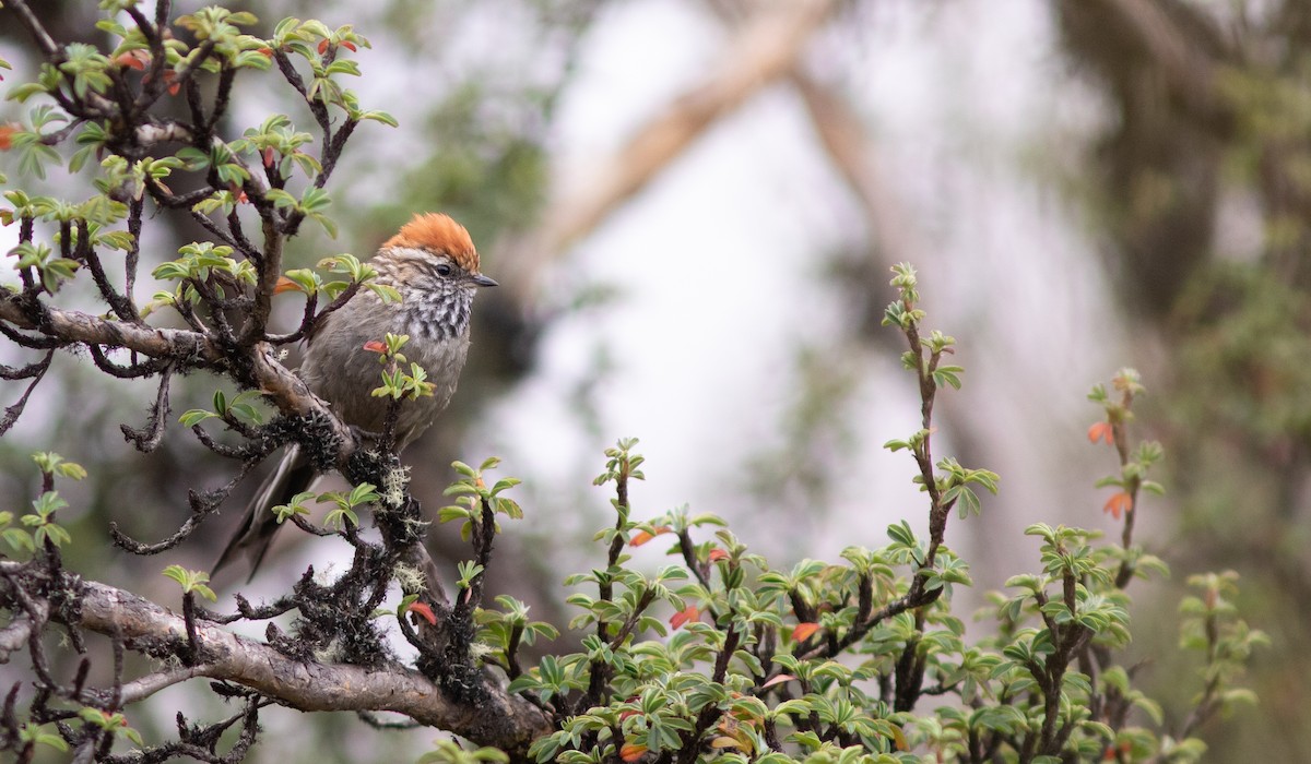 White-browed Tit-Spinetail - ML644215308