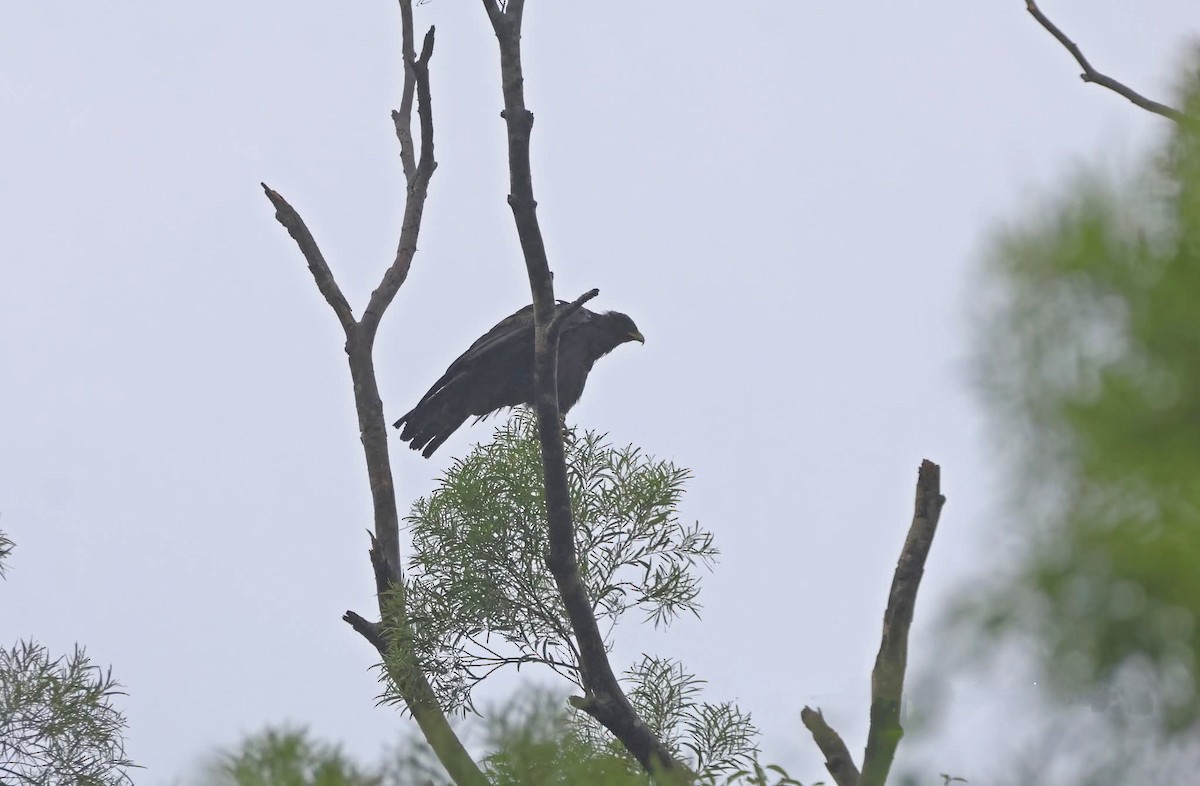 Орел чорний - ML644215311