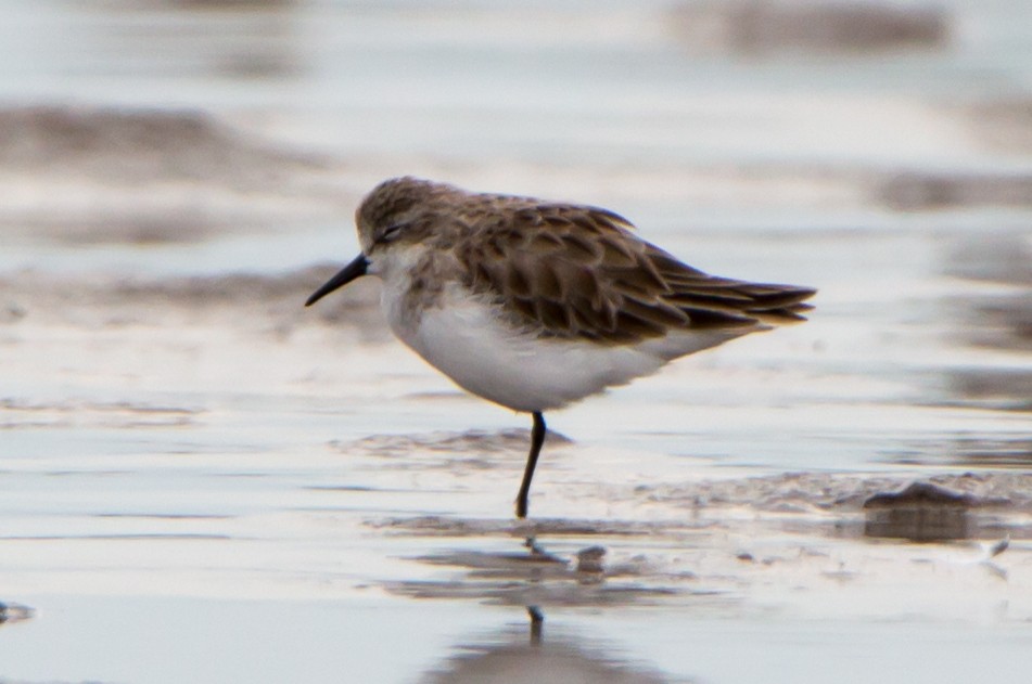 Bécasseau minute - ML644215315