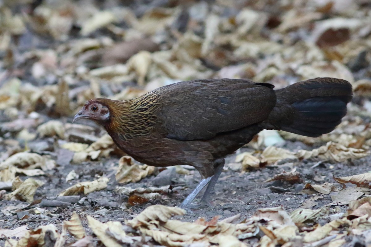 セキショクヤケイ - ML644215318