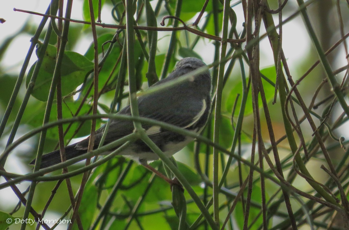 Black-throated Blue Warbler - ML644215322