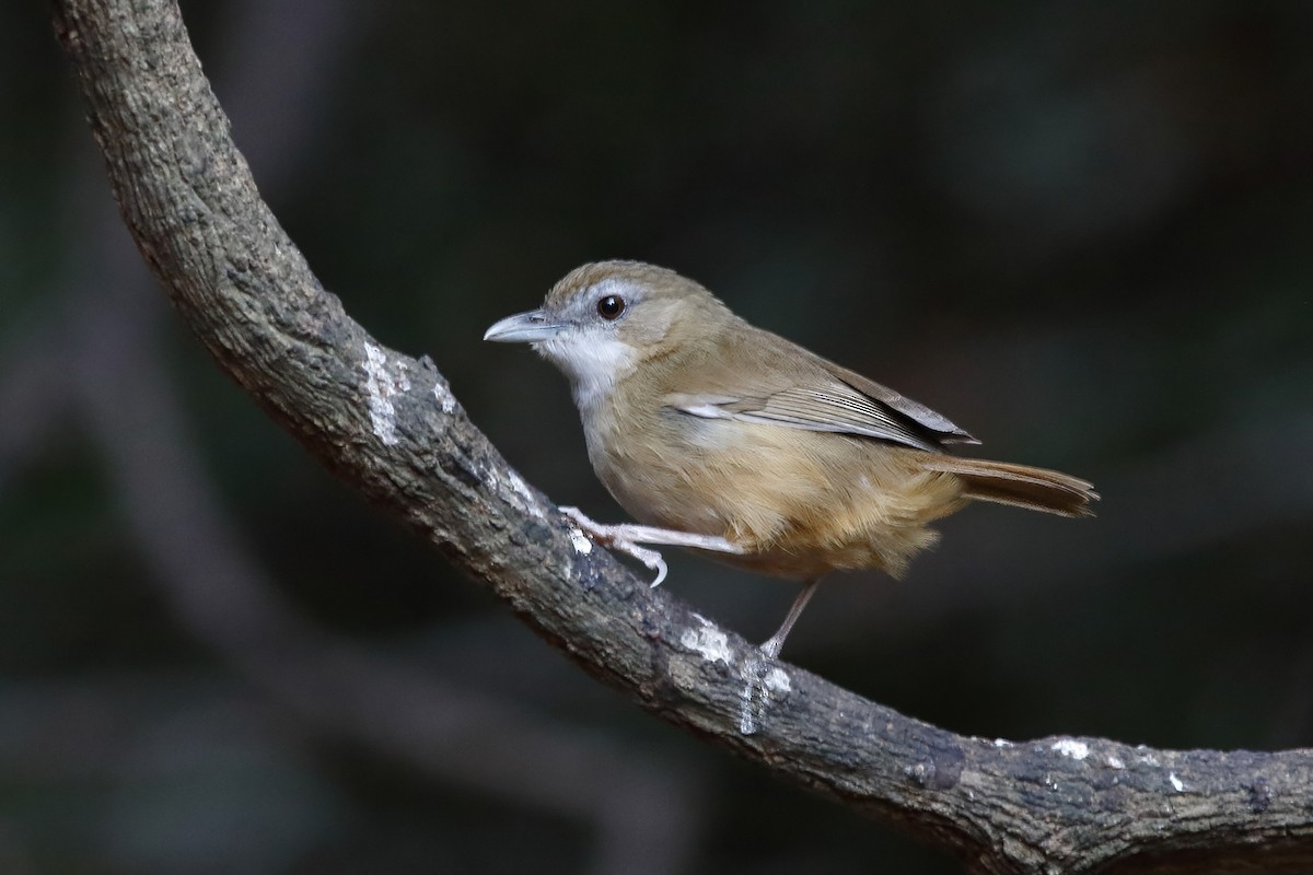 Abbott's Babbler - ML644215328