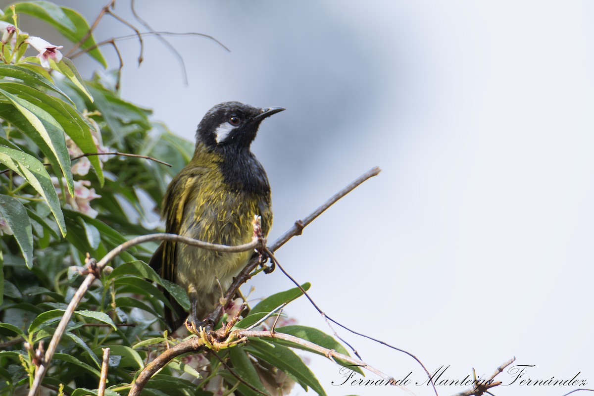 Méliphage leucotique - ML644215334