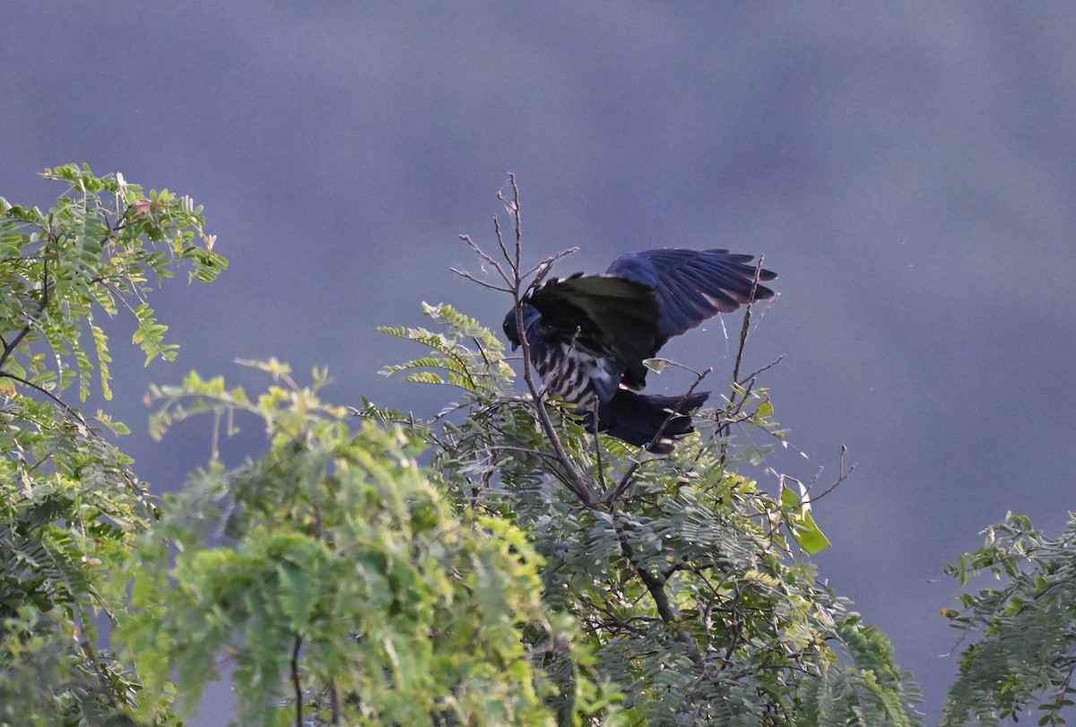 Black Baza - ML644215343