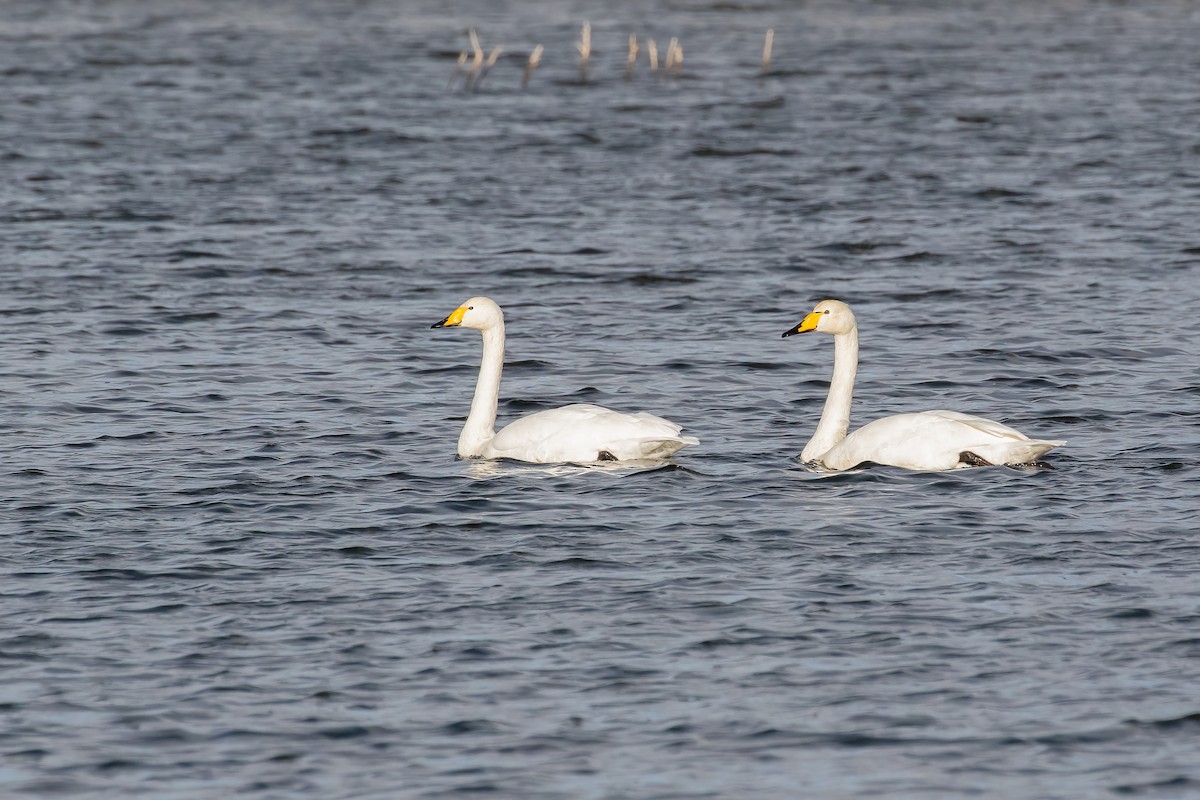 Whooper Swan - ML644215344