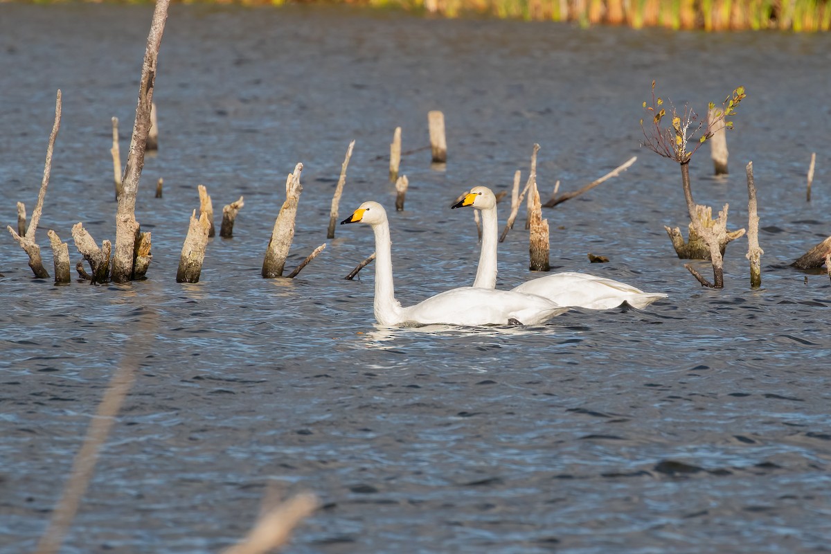 Whooper Swan - ML644215345