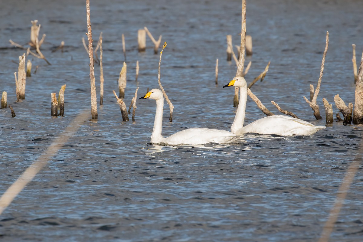 Whooper Swan - ML644215348