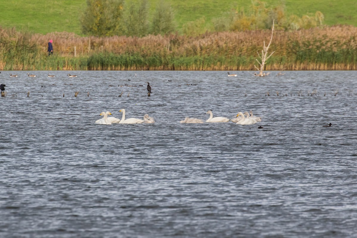 Whooper Swan - ML644215349