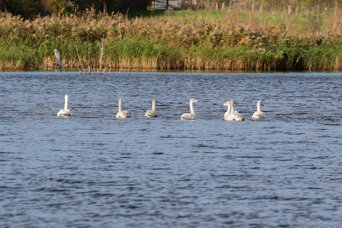 Whooper Swan - ML644215351