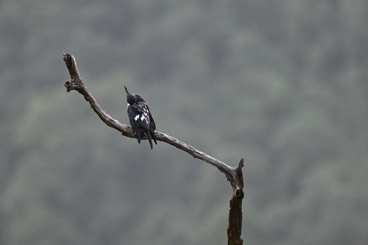 Black Baza - ML644215353