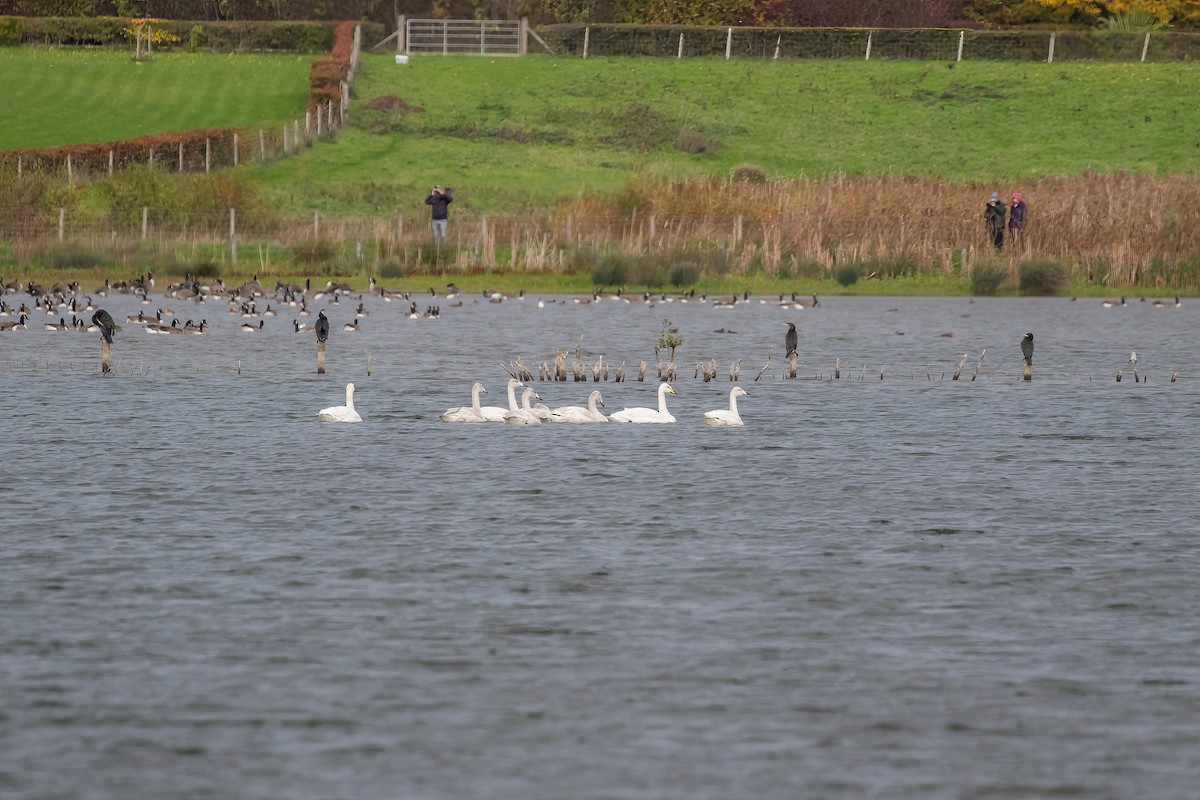 Whooper Swan - ML644215354