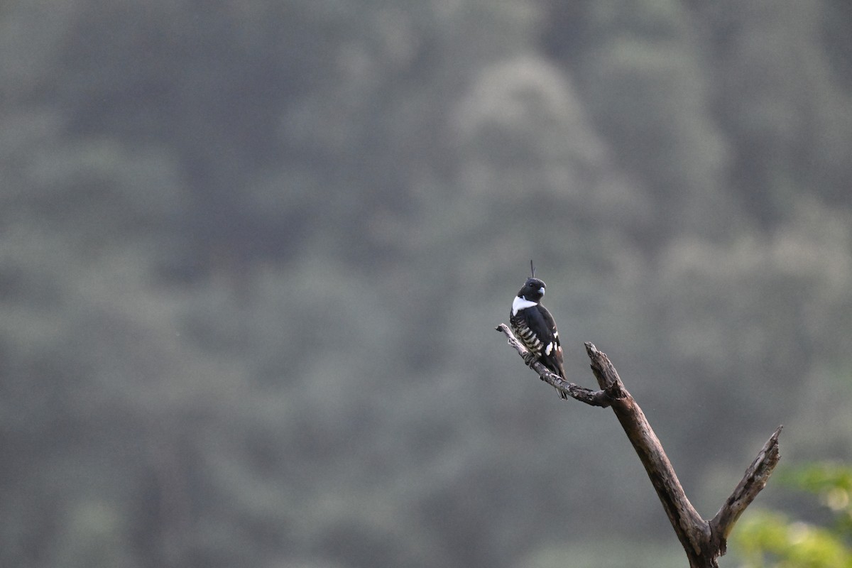 Black Baza - ML644215355