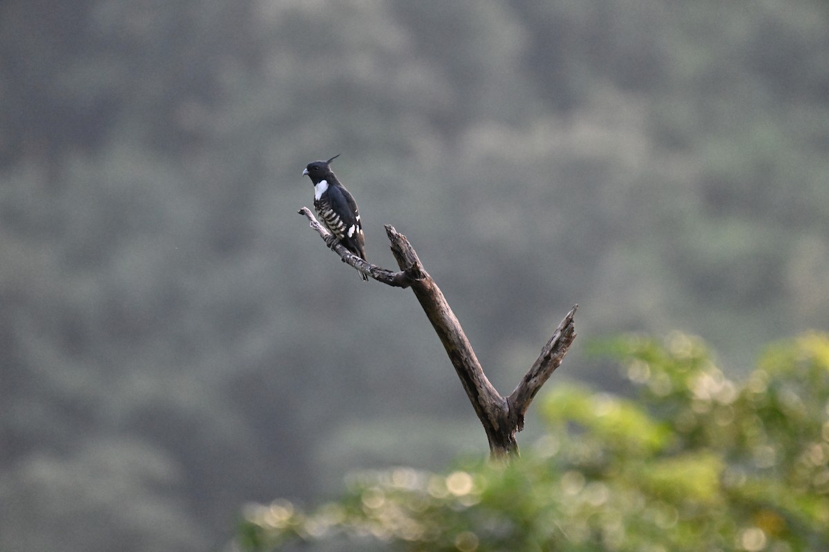 Black Baza - ML644215356