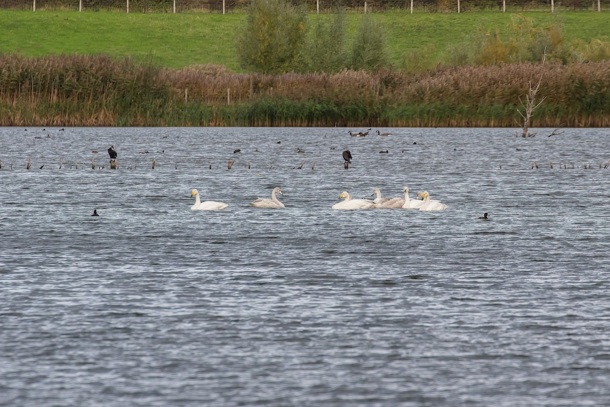Whooper Swan - ML644215360