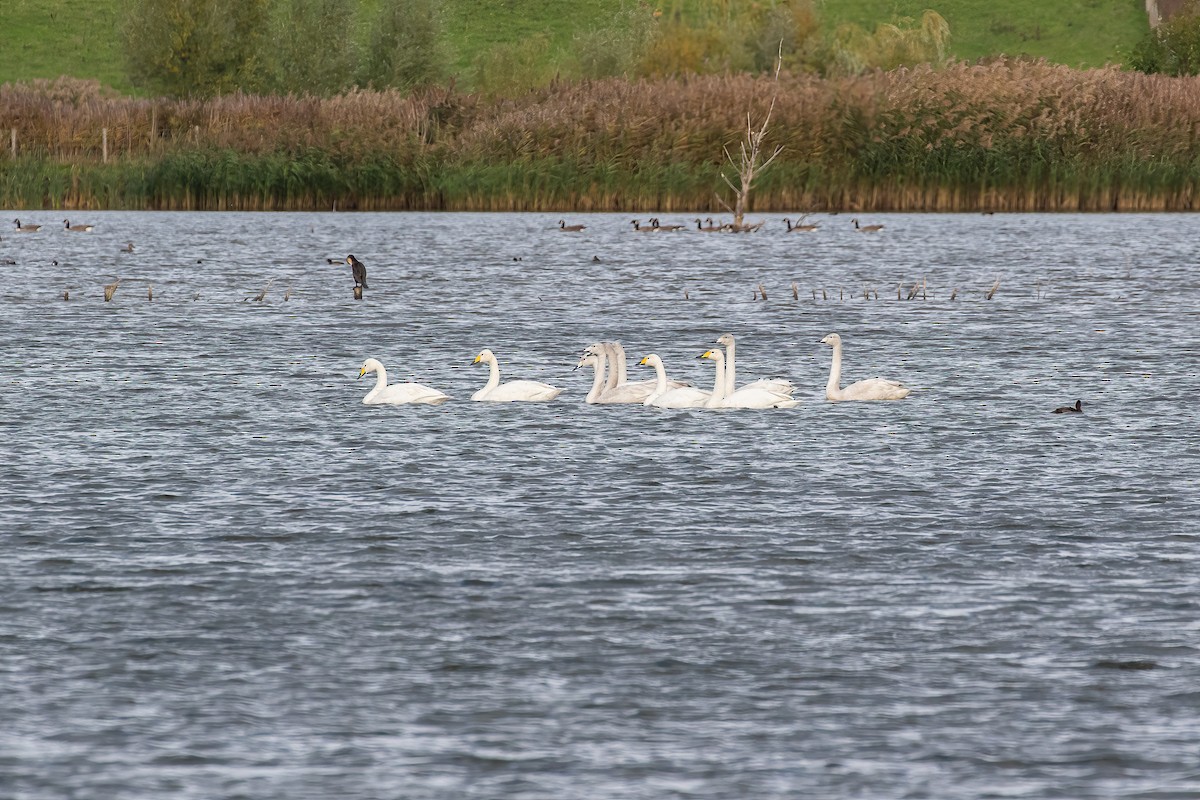 Whooper Swan - ML644215361