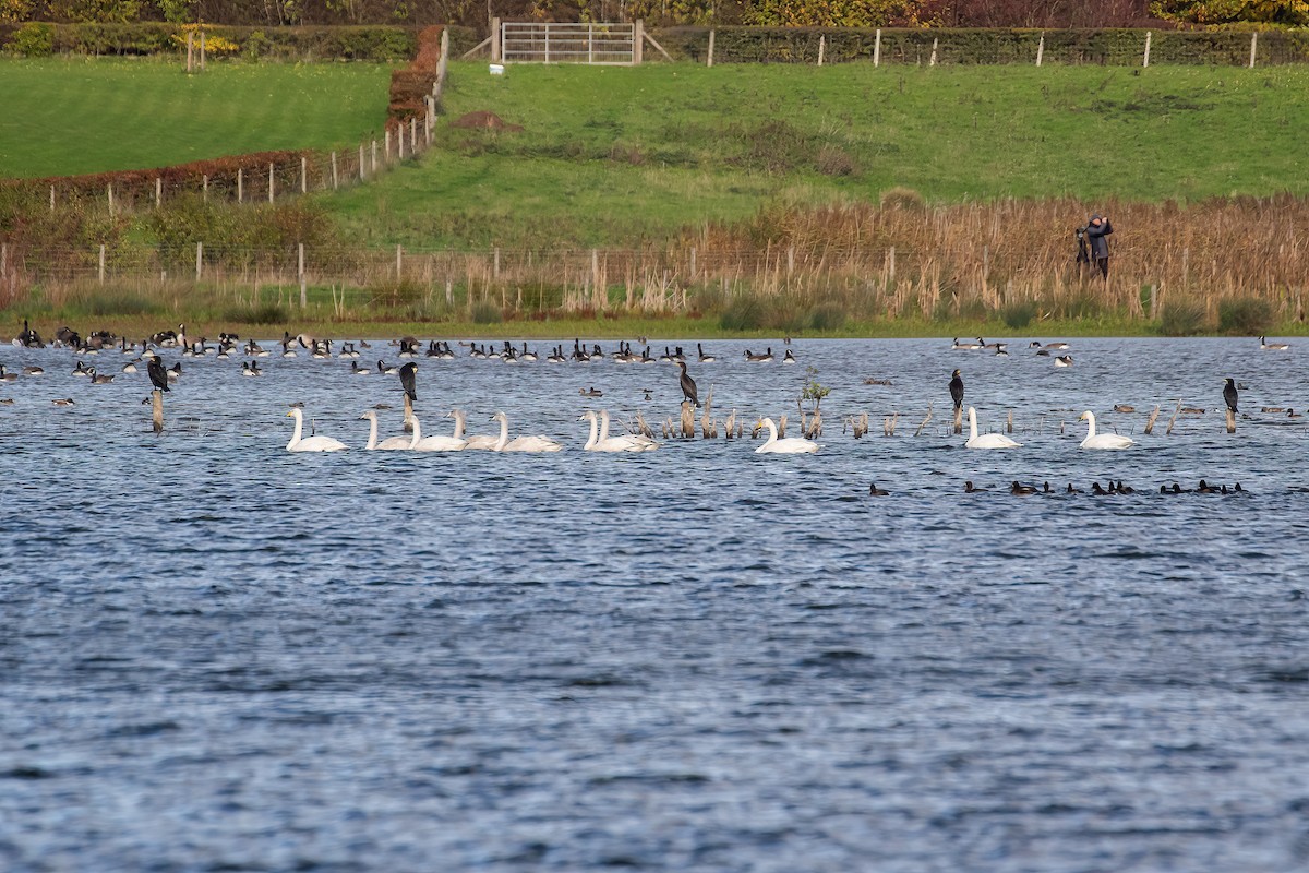 Whooper Swan - ML644215362