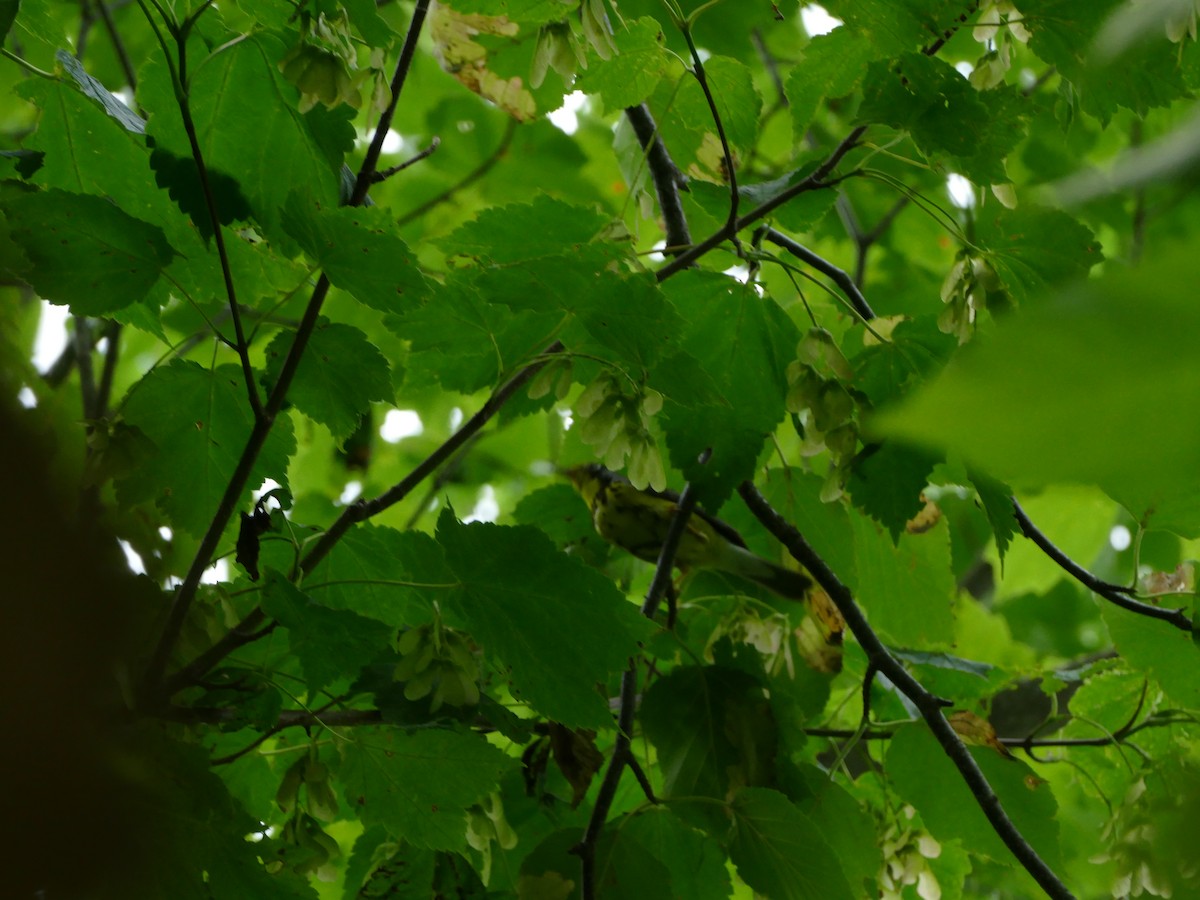 Canada Warbler - ML644215370