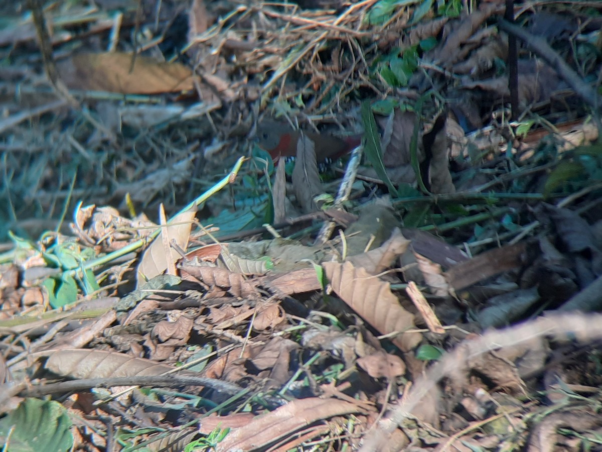 dråpeastrild - ML644215380