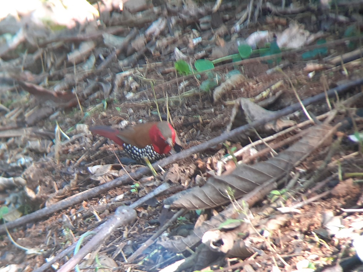 dråpeastrild - ML644215383