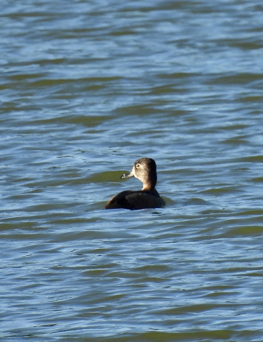 polák proužkozobý - ML644215392