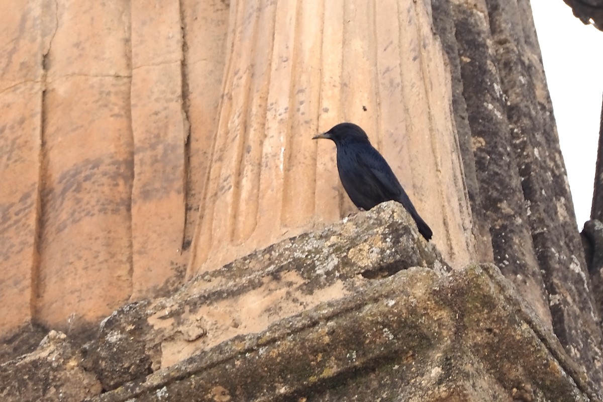 Arabazozo beltza - ML644215393